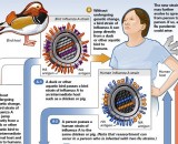 InfoGraphic: Antigenic Shift – A mechanism which gives rise to new strains of a virus